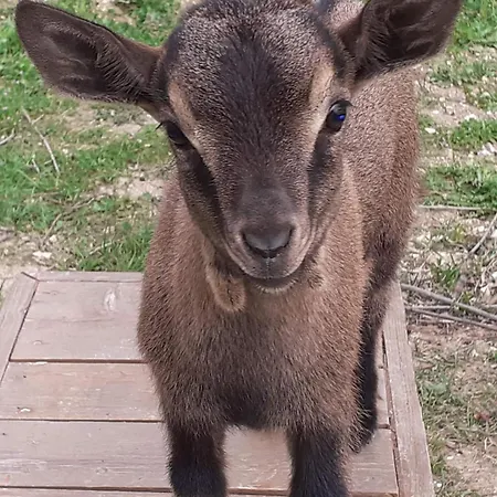 Bed and Breakfast Le Cerque