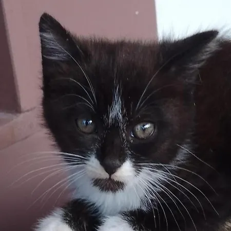 Bed and Breakfast Le Cerque Σπολέτο