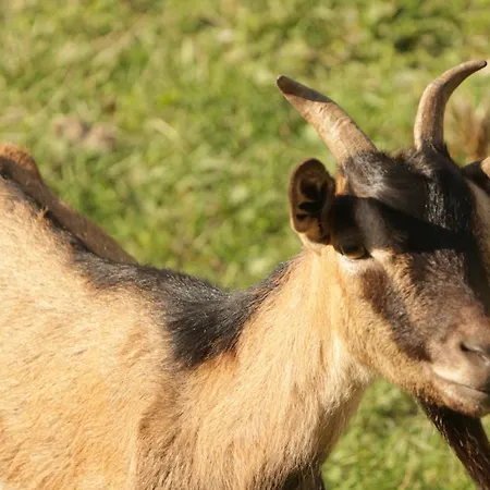 Le Cerque Bed and Breakfast Σπολέτο