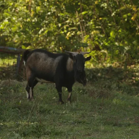 Le Cerque Bed and Breakfast 3*